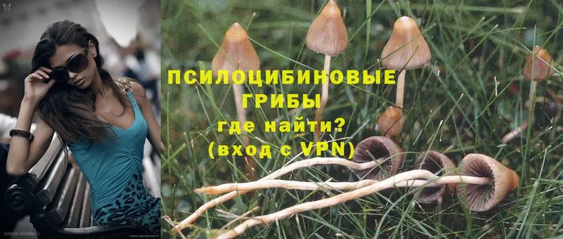 магазин  наркотиков  Гуково  Псилоцибиновые грибы Psilocybe 