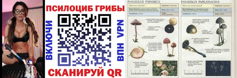 магазин продажи наркотиков  Гуково  Галлюциногенные грибы Cubensis 