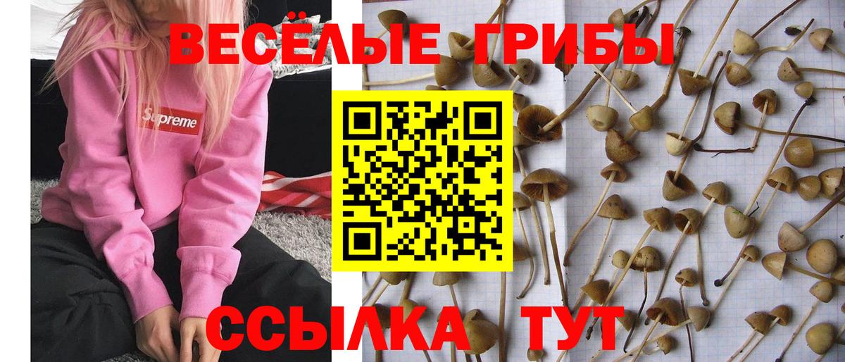 Псилоцибиновые грибы GOLDEN TEACHER  Гуково 