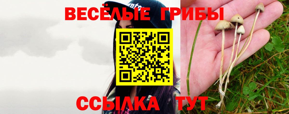 Псилоцибиновые грибы Cubensis Гуково